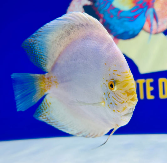 White Butterfly Jumbo Premium Discus 6.5-7.5"