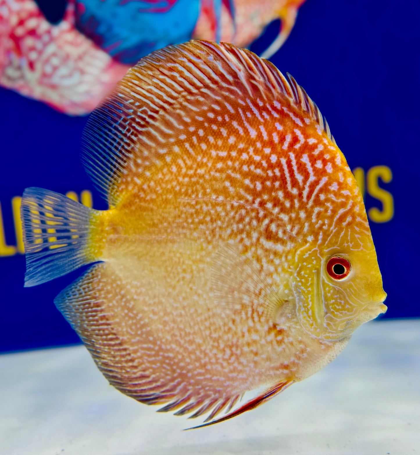 Pigeon Scarlet Snake Discus 5-5.5"