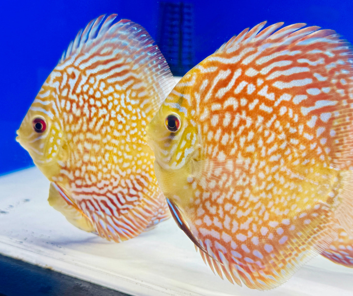 Starlight Galaxy Discus 4-4.5"