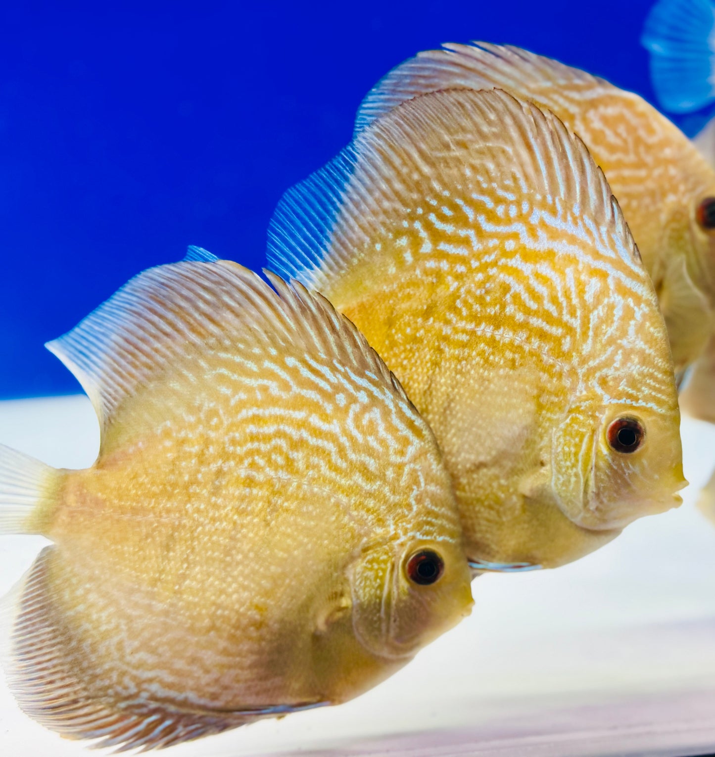 Blue Snakeskin Discus 4-4.5"