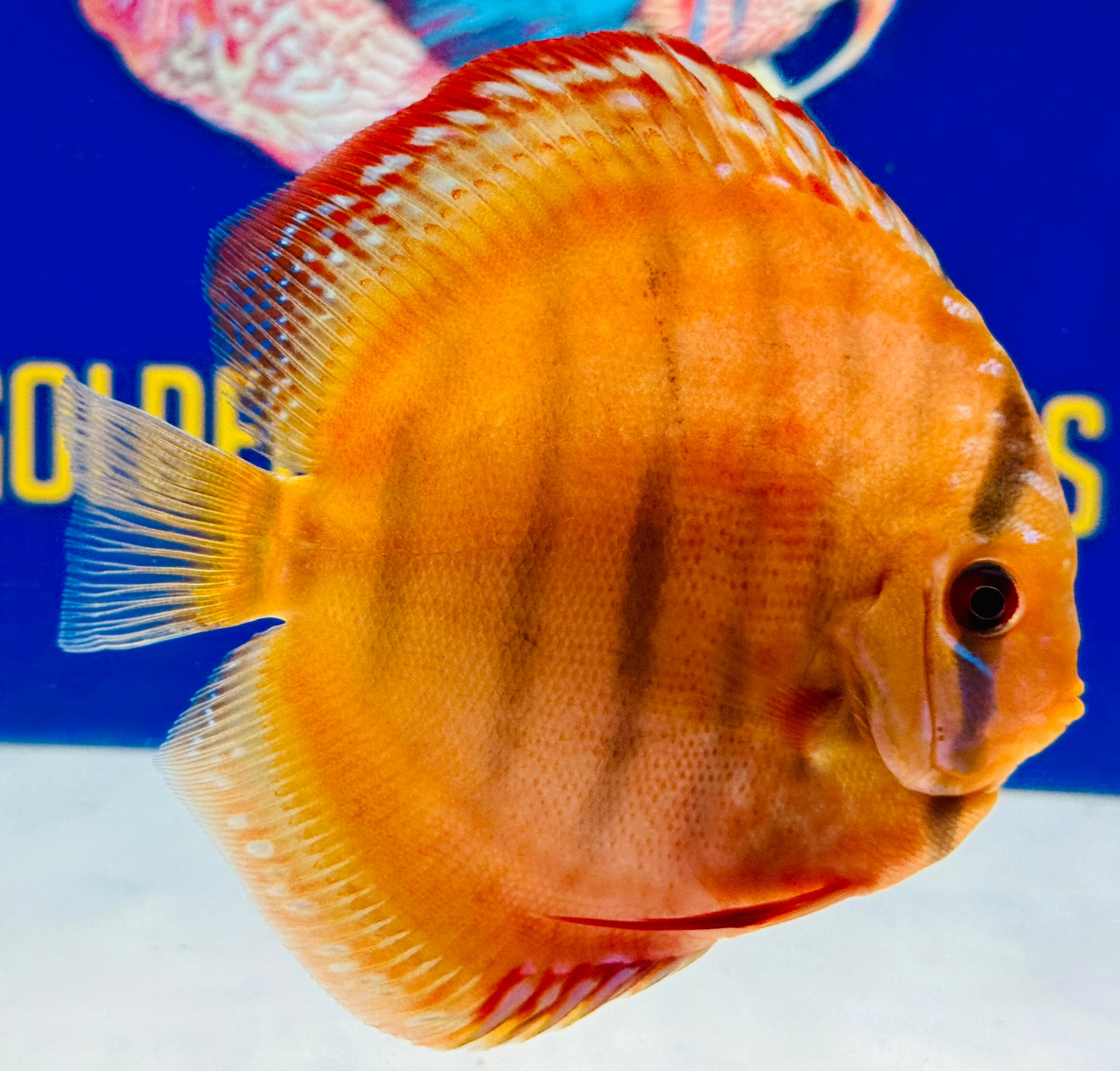 Ica Red Discus 4.5-5"