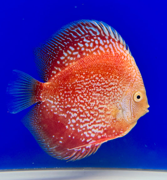 White Pigeon Scarlet Snake Discus 5-5.5"