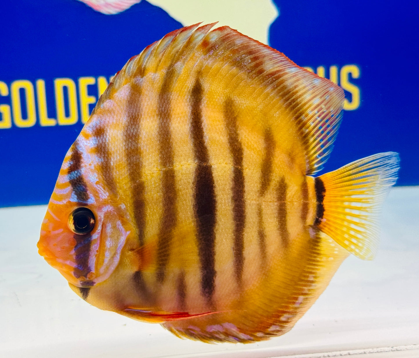 Red Catana KL Discus 5-5.5"