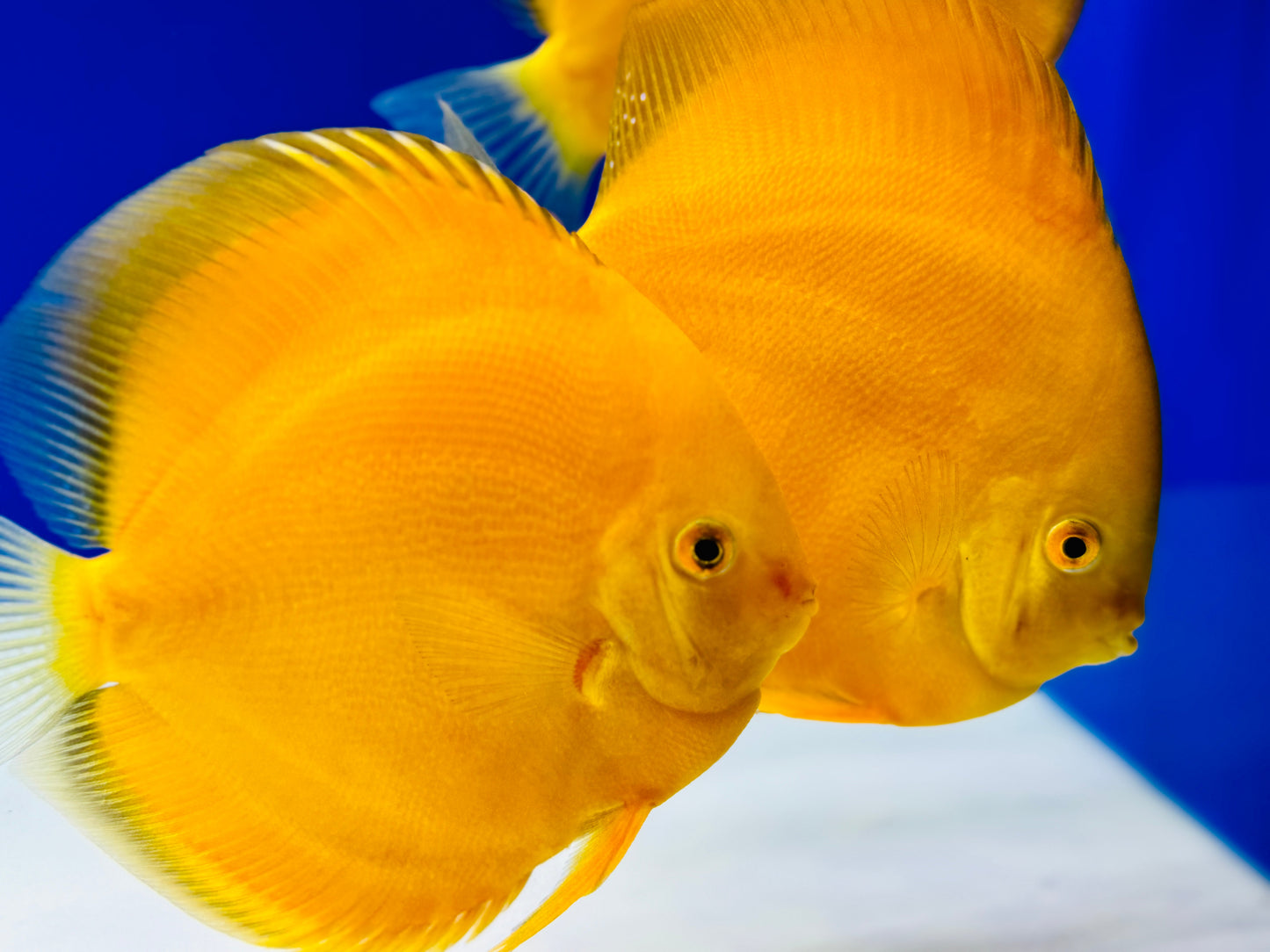 Golden Diamond Discus 5-5.5"