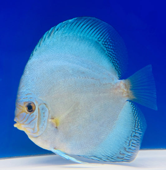 Assorted 3 pack of 5-5.5" discus