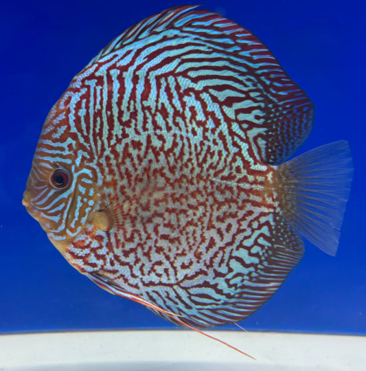 Indiana Tiger Jumbo Premium Discus 6.5-7.5"