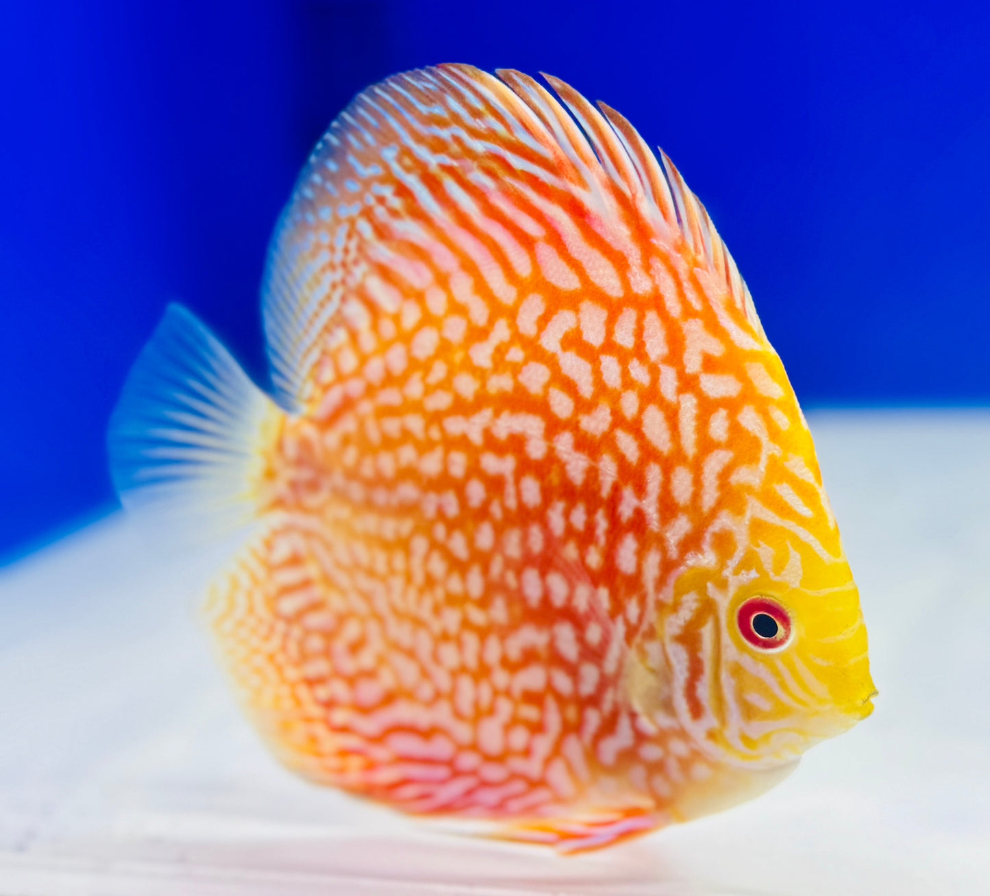 Pigeon Checkerboard Discus 4.5-5"
