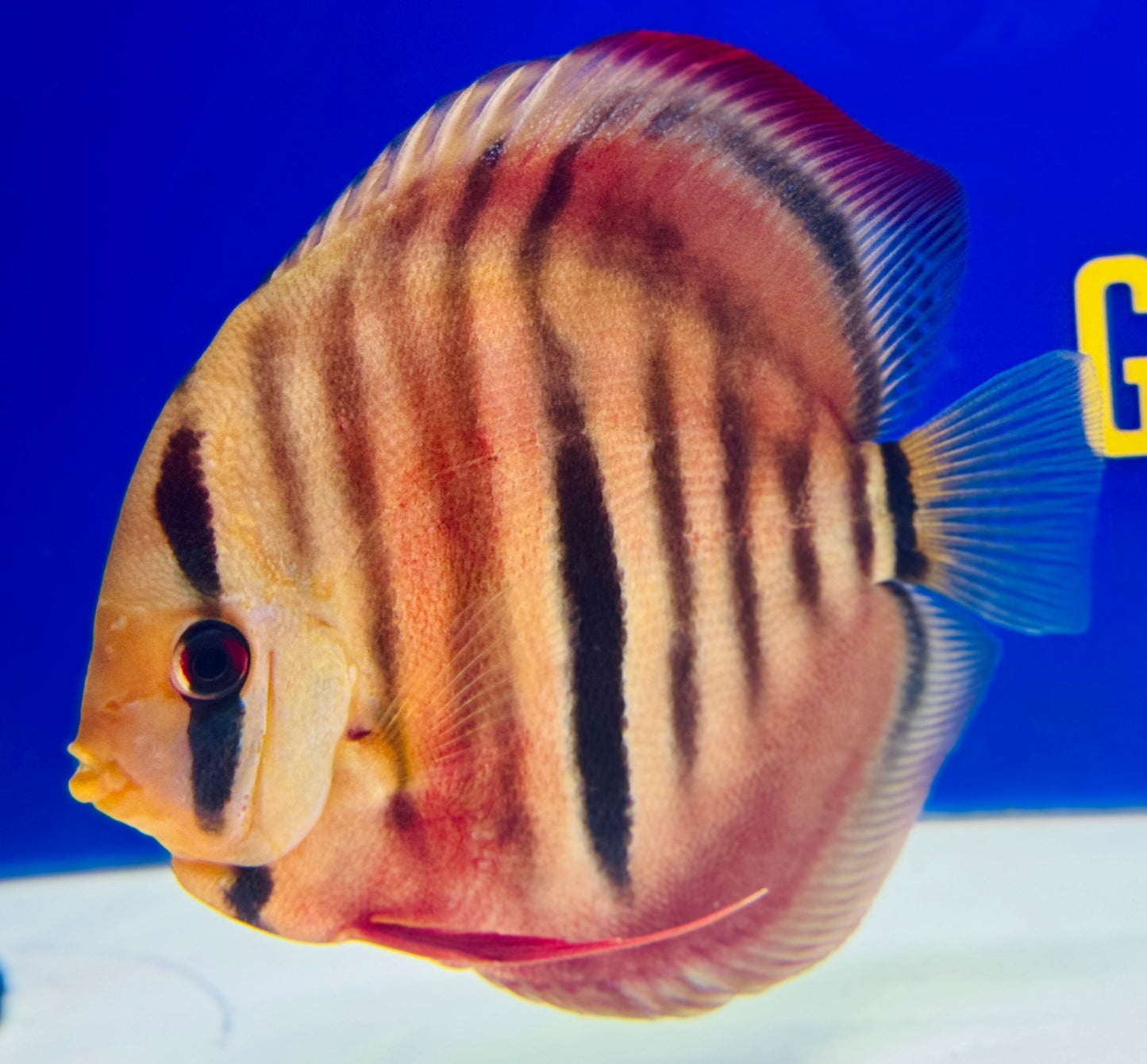 Ica Red Solid KL Discus 5-5.5"