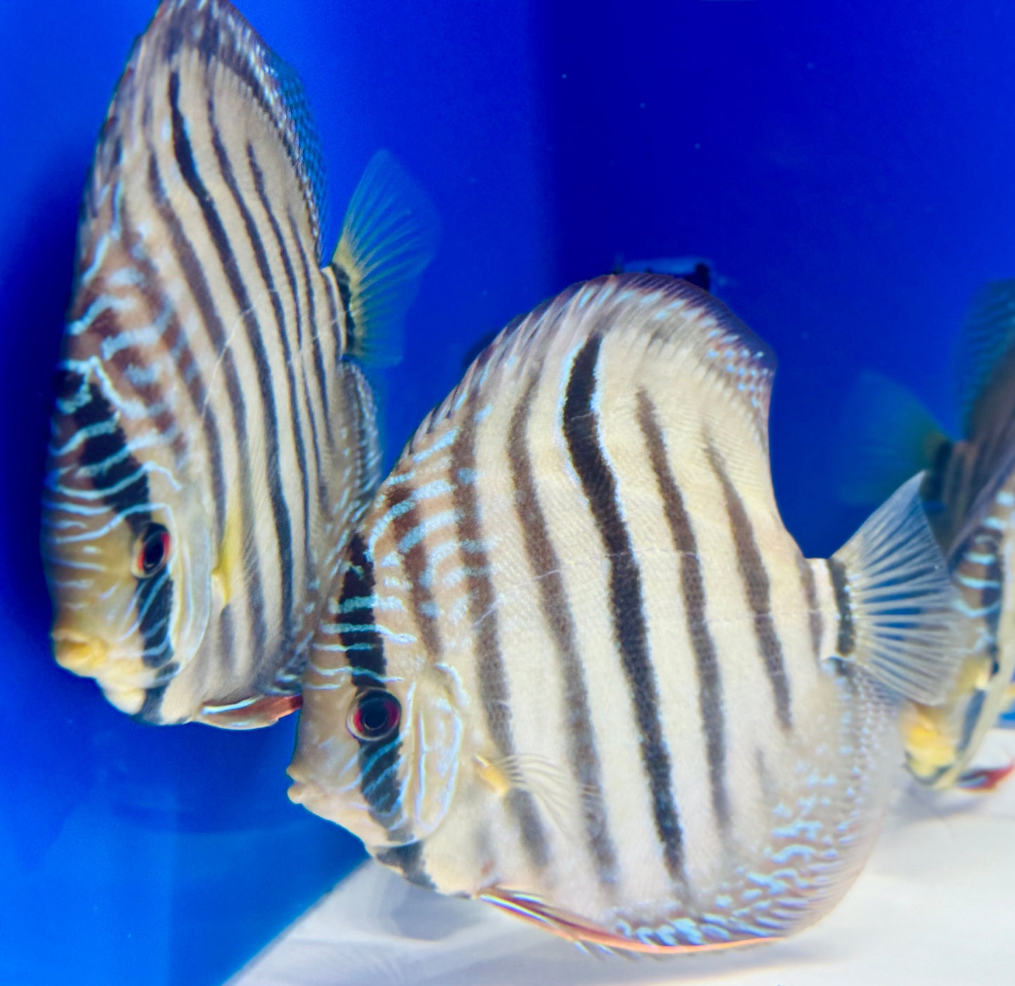 Paraconi Heckle Cross Kl Discus 5-5.5"