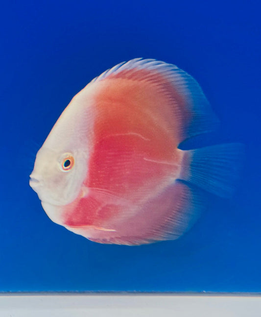 Red White Discus 3-3.5"