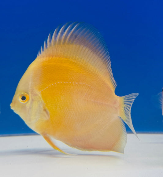 Golden Diamond Discus 4-4.5"