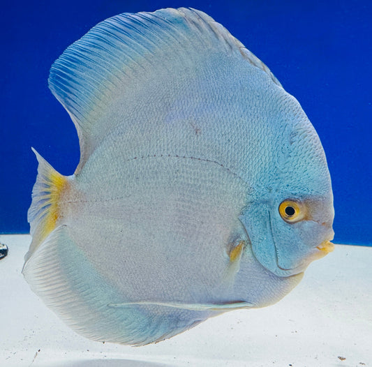 Blue Diamond Jumbo Premium Discus 6.5-7.5"