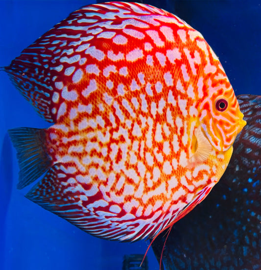 Pigeon Checkerboard Jumbo Premium Discus 6.5-7"