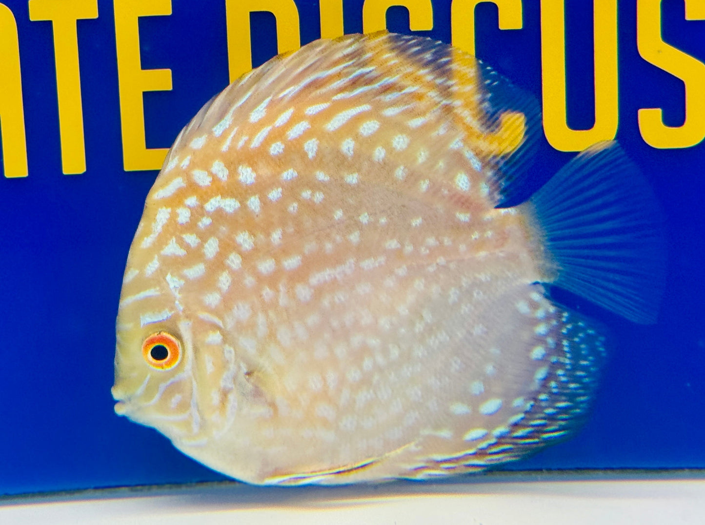 Yellow Pigeon Checkerboard Discus 4-4.5"