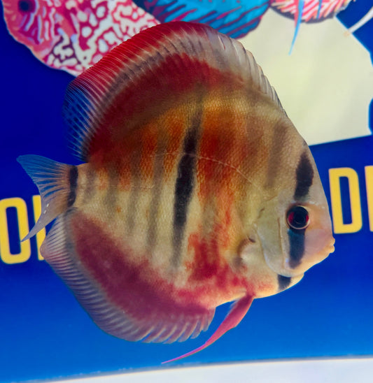 Ica Red Solid KL Discus 5-5.5"