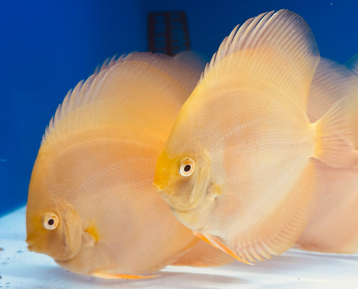 Albino Pearl Diamond Discus 4-4.5"