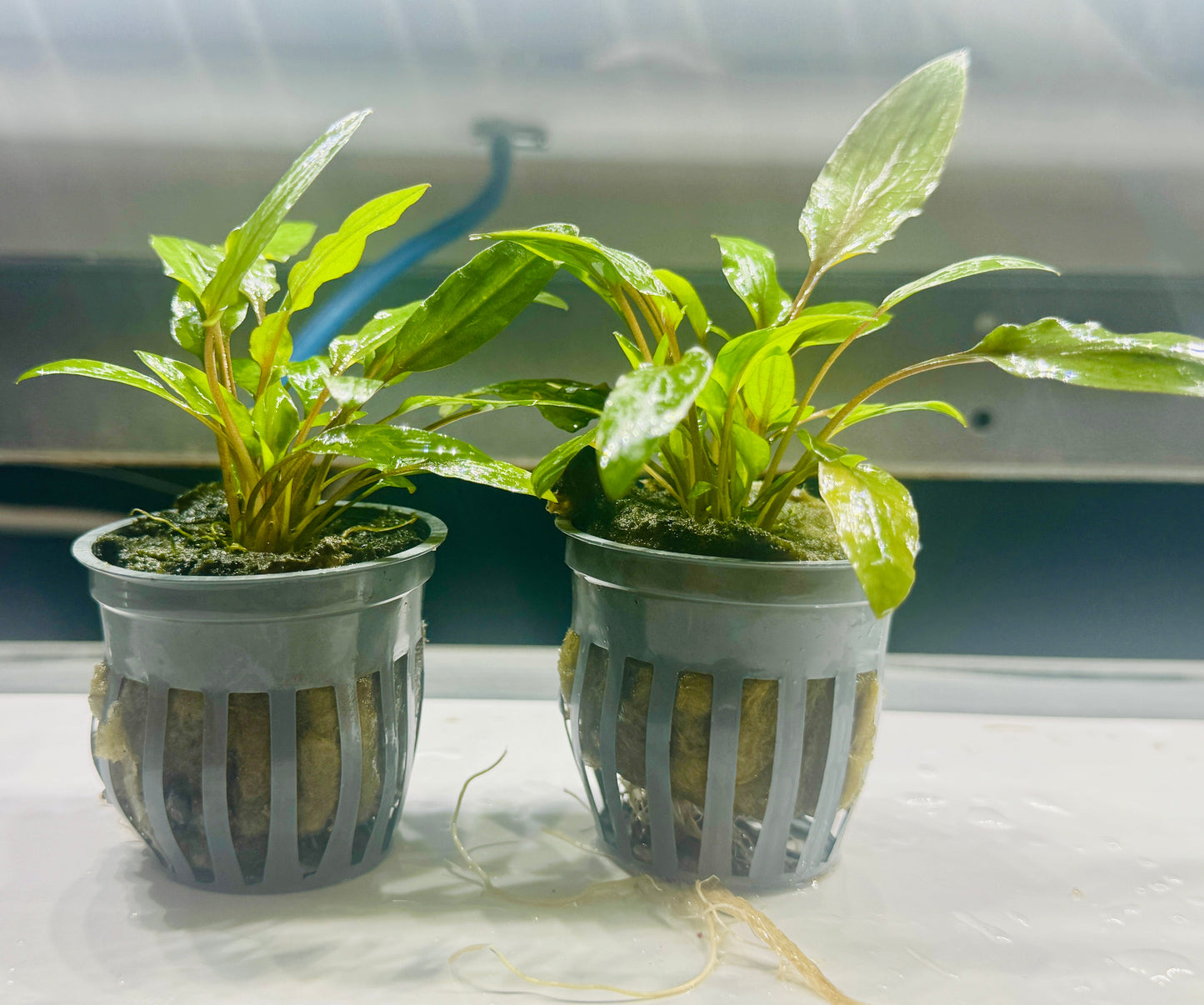 Green wendtii Cryptocoryne