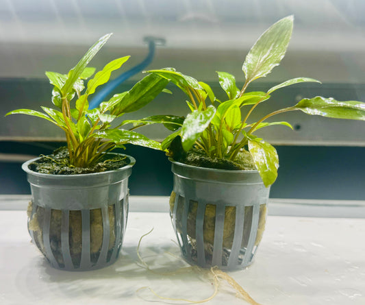 Green wendtii Cryptocoryne