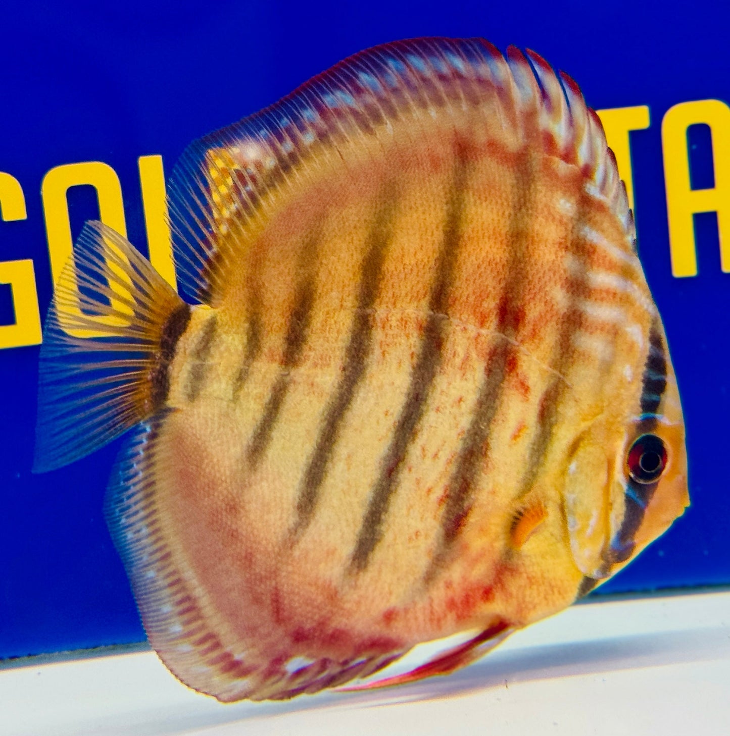 Red Catana KL Discus 4.5-5"