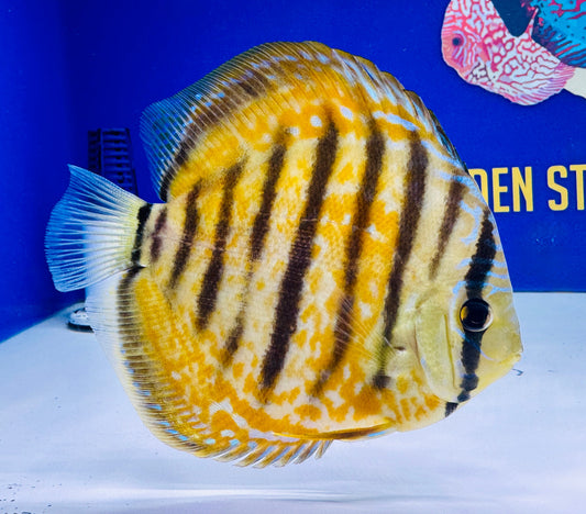 Wild Cross Yellow (Paraconi) Premium KL Discus 6-6.5"