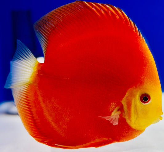 Melon Discus 5-5.5"