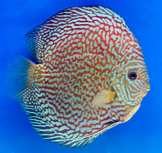 Maze Turquoise Jumbo Premium Discus 6.5-7.5"