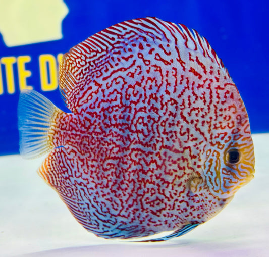 Viper King Premium Discus 6-6.5"