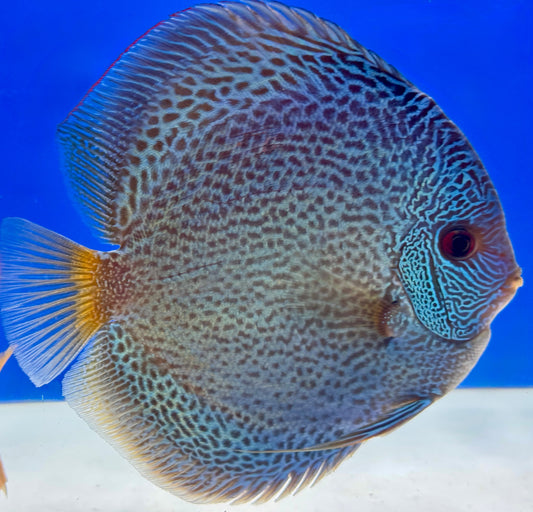 Blue Snakeskin Premium Discus 6-6.5"