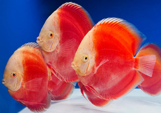 Red White Discus 5-5.5"