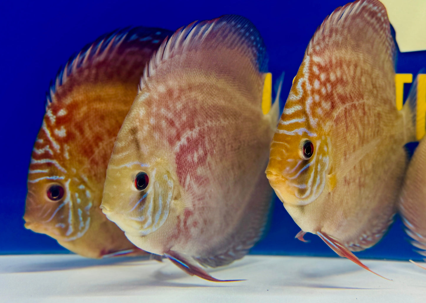 Wild Cross Discus 4.5-5"