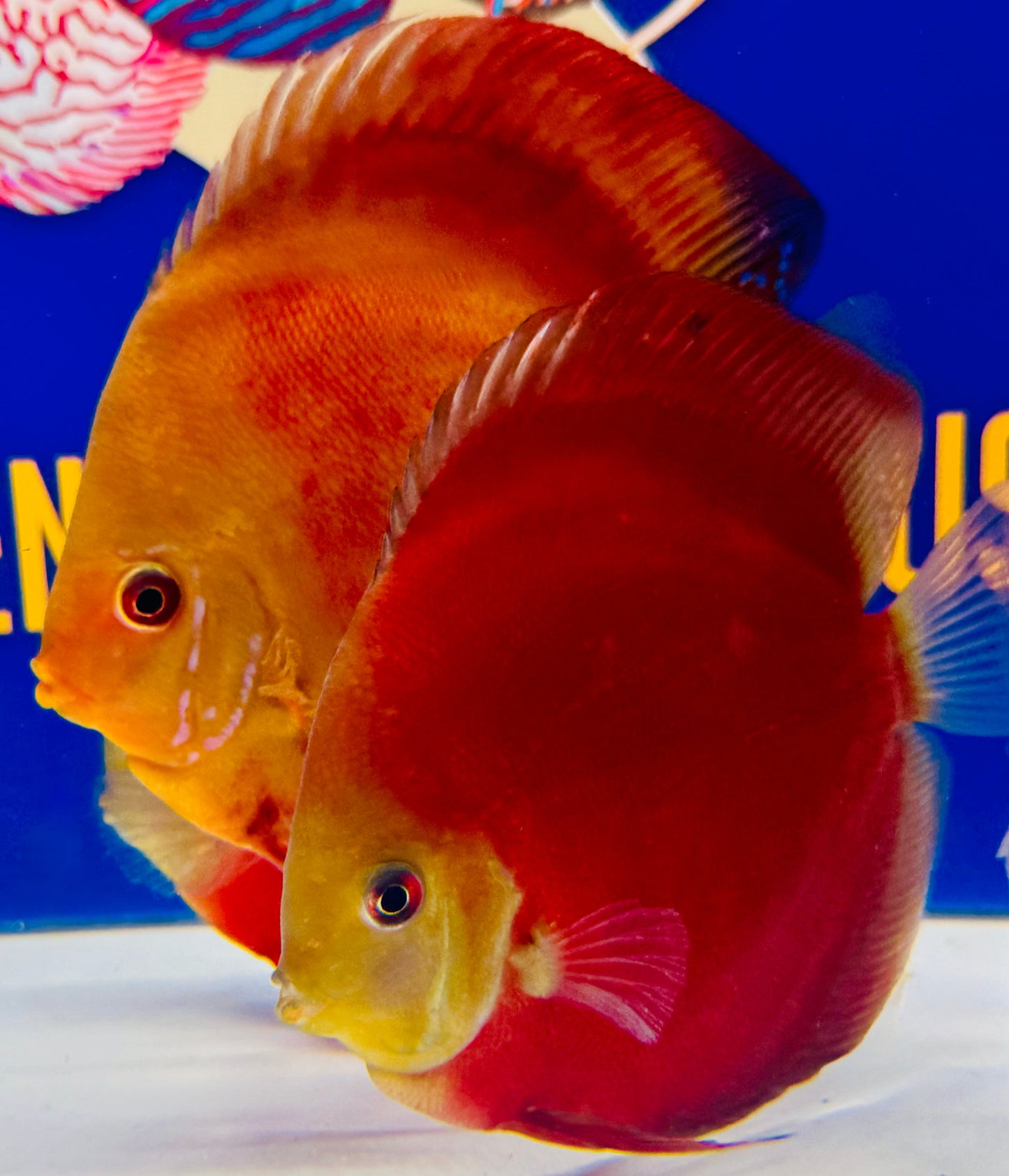 Red Cover Discus 5-5.5"