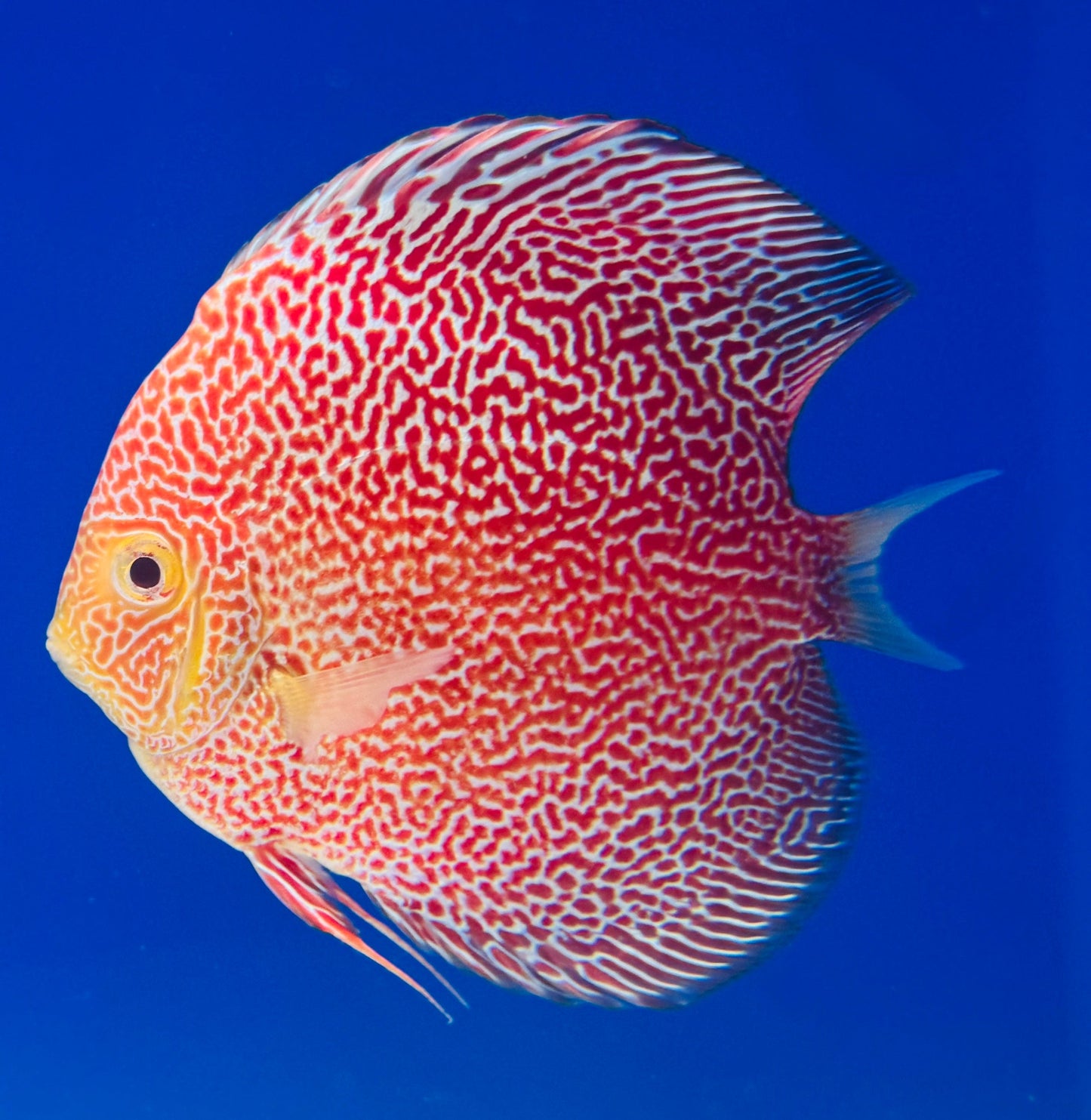 Albino Panthera Discus 4.5-5"