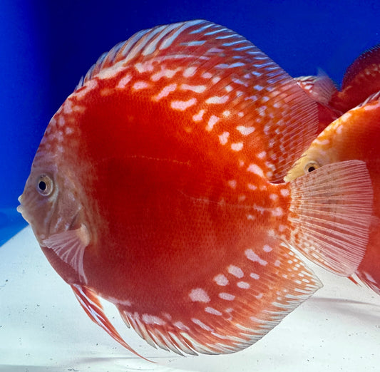 Moonstone Discus 5-5.5"