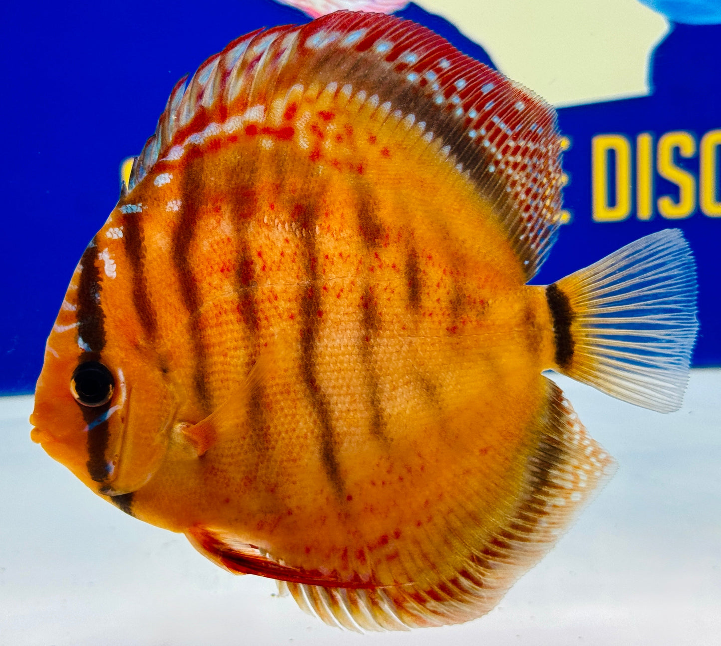 Red Cuipeua Cover Kl Discus 5-5.5"