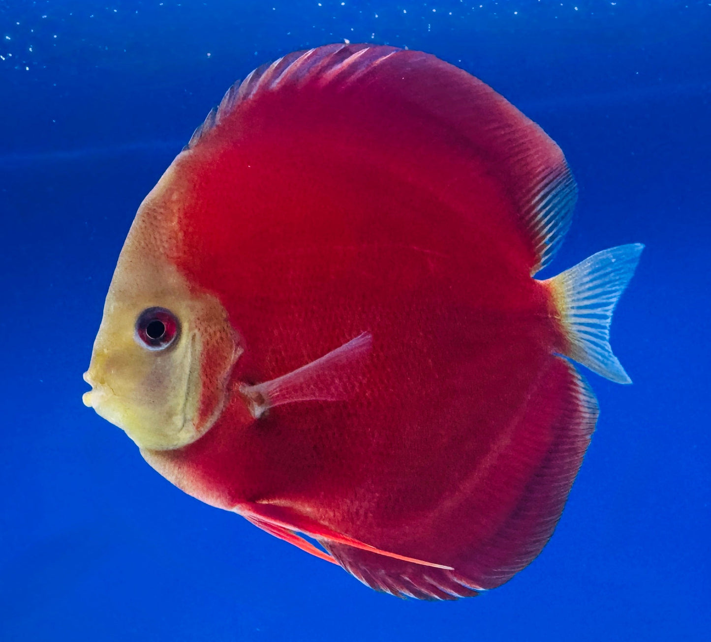 Red Cover Discus 5-5.5"