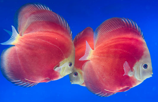 Red Cover Discus 5-5.5"