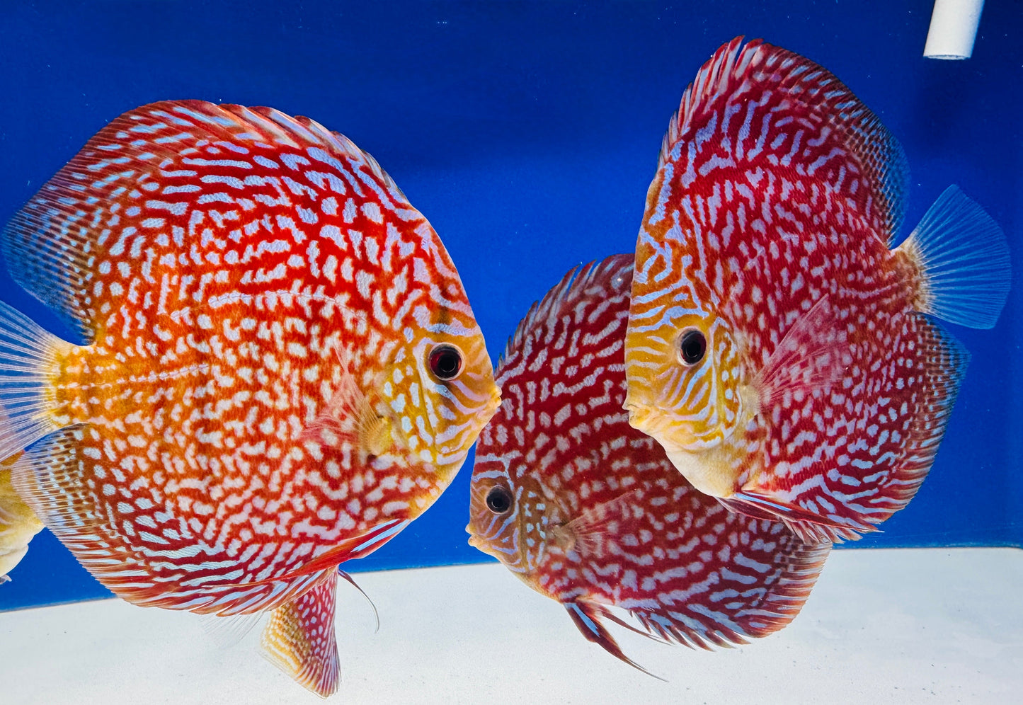 Starlight Galaxy Discus 5-5.5"