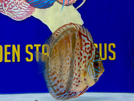 Ica Heckel Cross KL Discus 4.5-5"