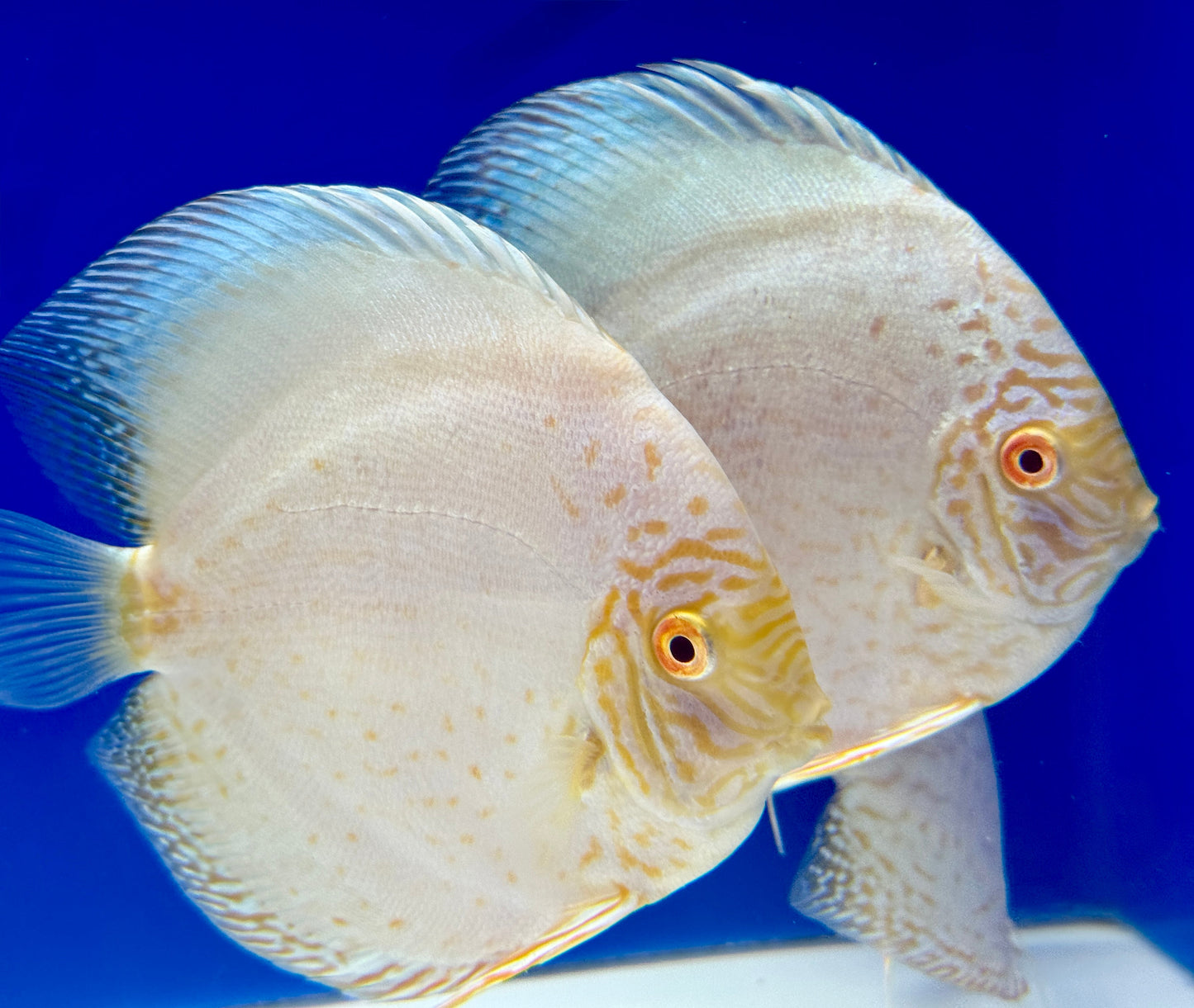 Albino White Butterfly Discus 5-5.5"
