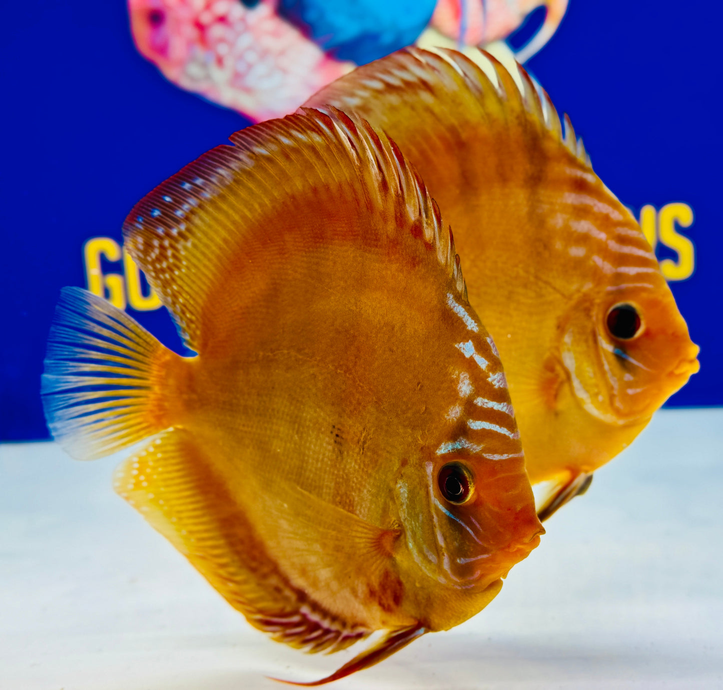 Wild Cross Discus 5-5.5"