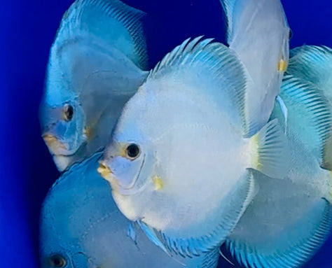 Diamond Snake Discus 5-5.5"