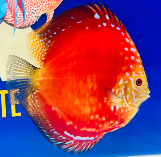 Jumbo Premium Mateor Pigeon Discus 6.5-7.5” (WYSIWYG) #2