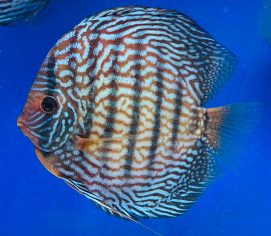 Altum Carnation Jumbo Premium Discus 6.5-7.5"