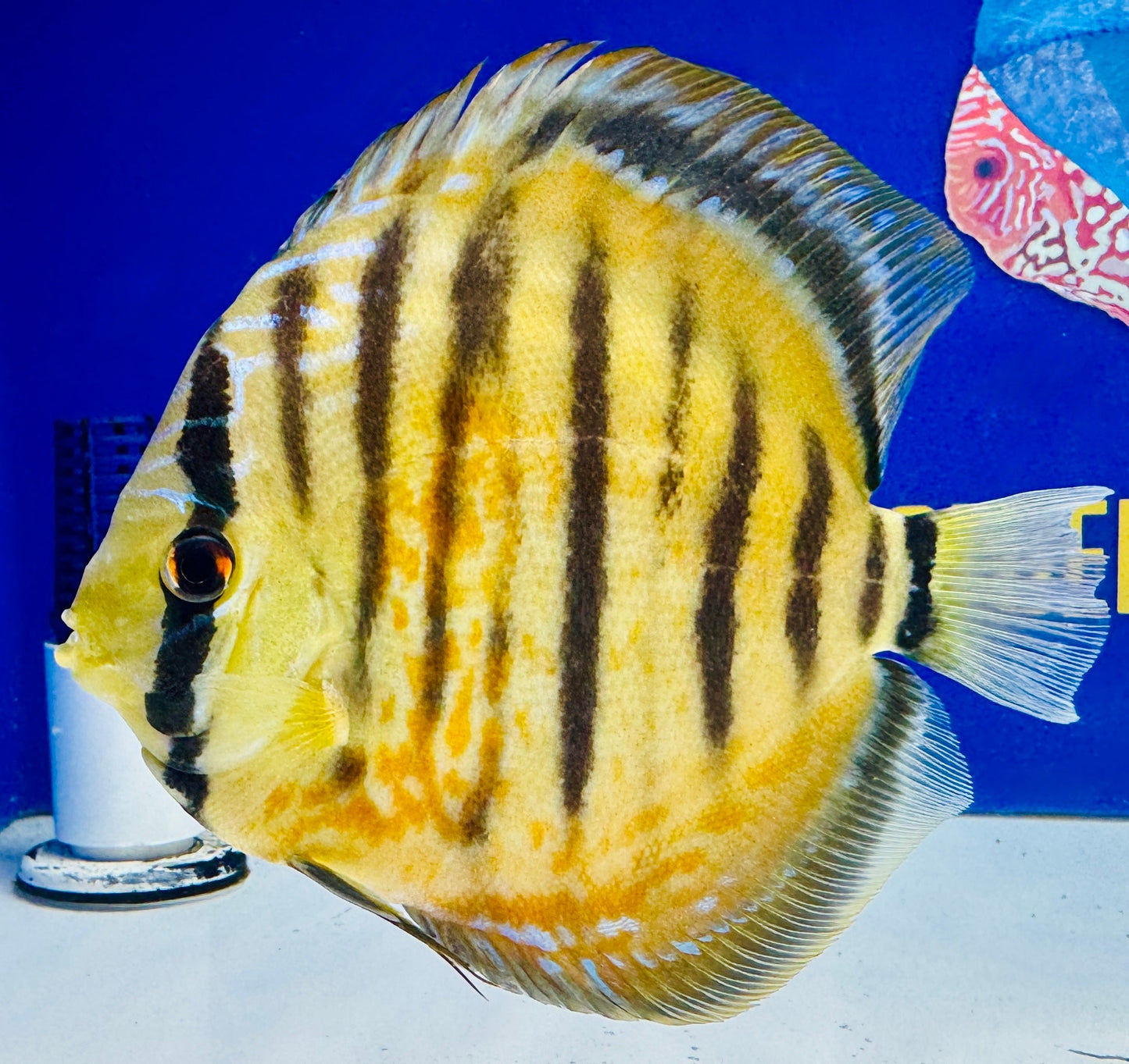 Wild Cross Yellow (Paraconi) Premium KL Discus 6-6.5"