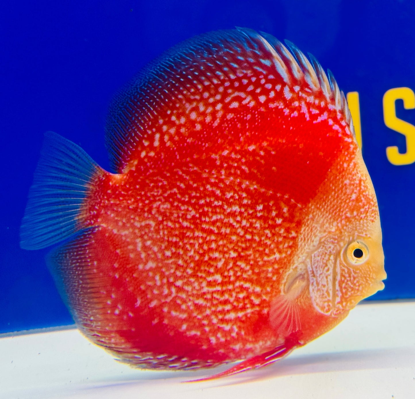 Moonlight Galaxy Discus 5-5.5"