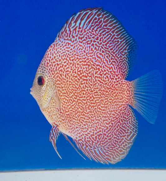 Panthera Discus 4-4.5"