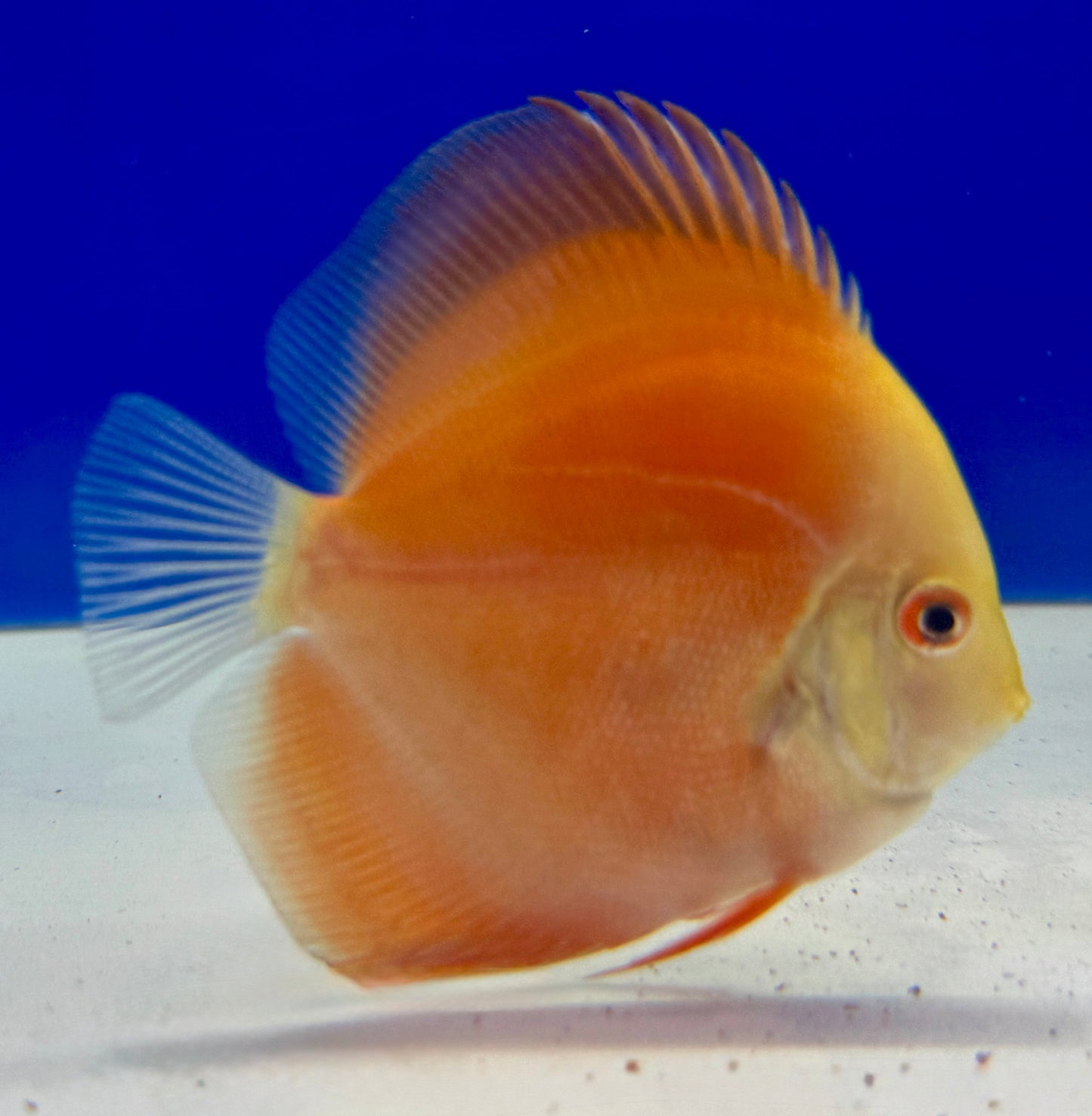 Melon Discus 3-3.5"