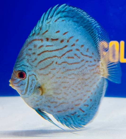 Giant Floral Discus 5-5.5"