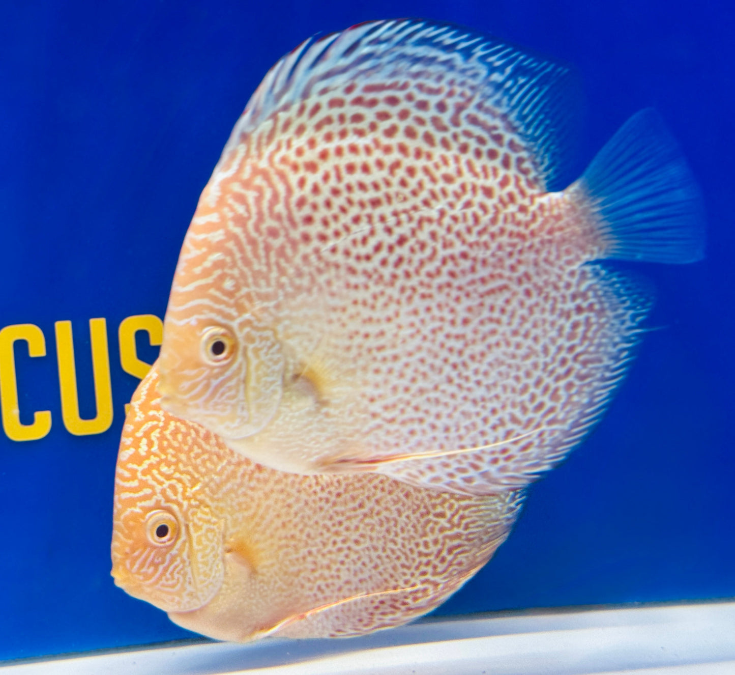 Albino Leopard Snake Discus 5-5.5"