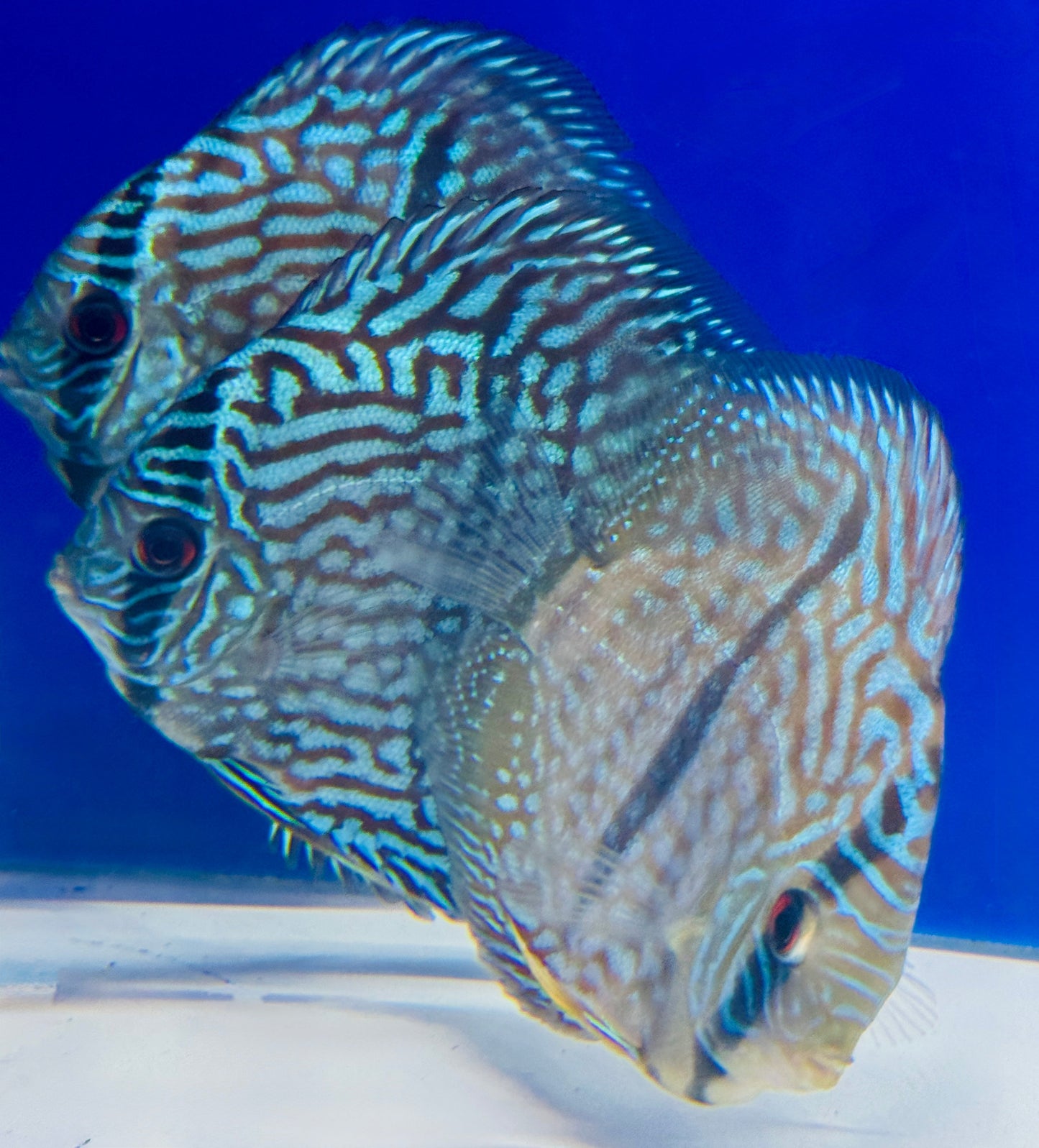 Blue Moon Heckle Cross Discus 4.5-5"